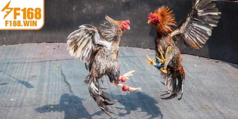 Mẹo chơi Đá Gà F168 ăn đậm tiền