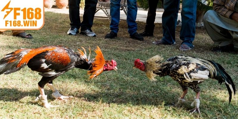 Quan sát trận đấu Đá Gà F168 trực tiếp